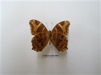 藏品(長紋黛眼蝶)的圖片